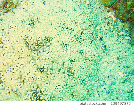 Southern Sole (Soleus fuscipes) photographed in the sea of Okinawa Southern Sole (Soleus fuscipes) photographed in the sea of Okinawa 139497873