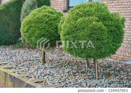 Green balls in garden Green balls in garden 139497903