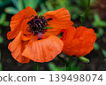 Red poppy close-up, macro. Bright natural background, wallpaper 139498074
