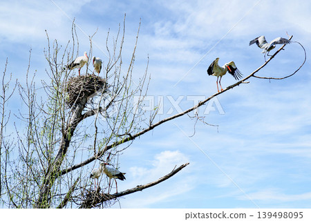 A white stork in the treetop at the Vallcalent Wildlife Center in Lleida, Catalonia, Spain. A white stork in the treetop at the Vallcalent Wildlife Center in Lleida, Catalonia, Spain. 139498095