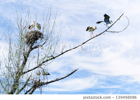 A white stork in the treetop at the Vallcalent Wildlife Center in Lleida, Catalonia, Spain. 139498096