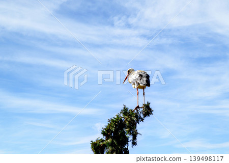 A white stork in the treetop at the Vallcalent Wildlife Center in Lleida, Catalonia, Spain. A white stork in the treetop at the Vallcalent Wildlife Center in Lleida, Catalonia, Spain. 139498117
