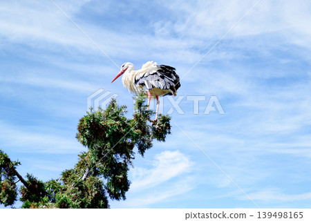 A white stork in the treetop at the Vallcalent Wildlife Center in Lleida, Catalonia, Spain. A white stork in the treetop at the Vallcalent Wildlife Center in Lleida, Catalonia, Spain. 139498165