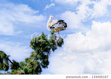 A white stork in the treetop at the Vallcalent Wildlife Center in Lleida, Catalonia, Spain. A white stork in the treetop at the Vallcalent Wildlife Center in Lleida, Catalonia, Spain. 139498167