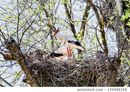 A white stork in the treetop at the Vallcalent Wildlife Center in Lleida, Catalonia, Spain. A white stork in the treetop at the Vallcalent Wildlife Center in Lleida, Catalonia, Spain. 139498168