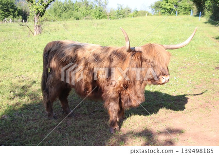 Brown Highland cattle grazing on a sunny green pasture in the countryside. Brown Highland cattle grazing on a sunny green pasture in the countryside. 139498185