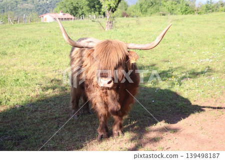 Brown Highland cattle grazing on a sunny green pasture in the countryside. 139498187