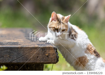 Calico in the park 139498220
