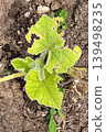 The cucumber is a pumpkin leaf that has been eaten by insects. 139498235