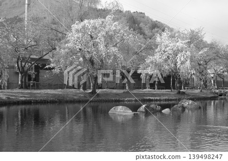日本，新潟縣，越後湯澤，中央公園，垂枝櫻花 139498247