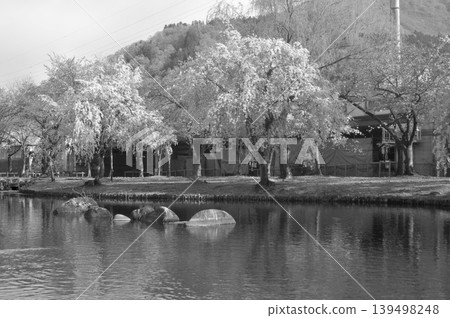 日本，新潟縣，越後湯澤，中央公園，垂枝櫻花 139498248