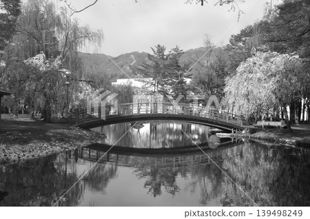 日本，新潟縣，越後湯澤，中央公園，垂枝櫻花 139498249