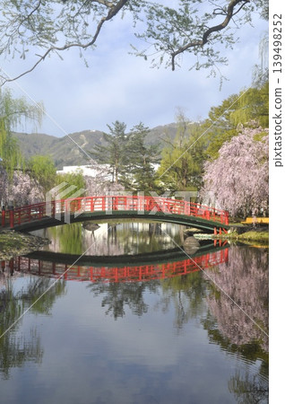 Japan, Niigata, Echigo Yuzawa, Central Park, Weeping Cherry Tree Japan, Niigata, Echigo Yuzawa, Central Park, Weeping Cherry Tree 139498252