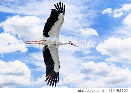 A white stork flying in its natural habitat under a blue sky with white clouds, above the Vallcalent Wildlife Center in Lleida, Catalonia, Spain. A white stork flying in its natural habitat under a blue sky with white clouds, above the Vallcalent Wildlife Center in Lleida, Catalonia, Spain. 139498302