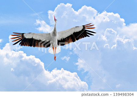 A white stork flying in its natural habitat under a blue sky with white clouds, above the Vallcalent Wildlife Center in Lleida, Catalonia, Spain. A white stork flying in its natural habitat under a blue sky with white clouds, above the Vallcalent Wildlife Center in Lleida, Catalonia, Spain. 139498304