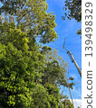 Trees that obstruct the antenna 139498329