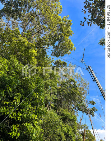 Trees that obstruct the antenna Trees that obstruct the antenna 139498329