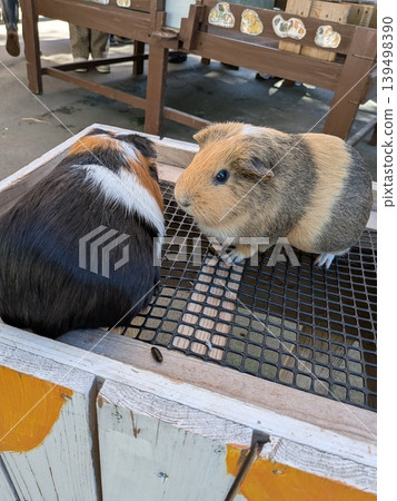 一個動物園 一個動物園 139498390