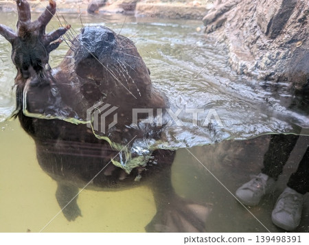一個動物園 一個動物園 139498391