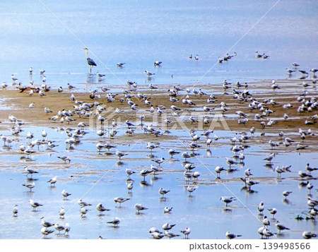 Black-headed gull, tidal flats 139498566