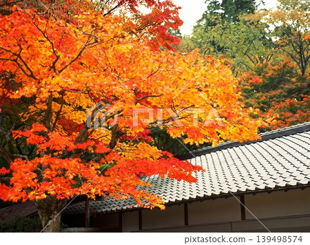 A peaceful collection of Japanese autumn landscapes featuring colorful maple trees, traditional temples, bamboo forests, and serene garden paths. A peaceful collection of Japanese autumn landscapes featuring colorful maple trees, traditional temples, bamboo forests, and serene garden paths. 139498574