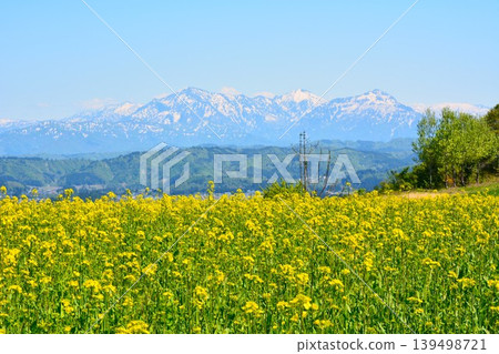 The snow-capped peaks of the Echigo Sanzan mountain range are visible across a field of fully bloomed rapeseed flowers. The snow-capped peaks of the Echigo Sanzan mountain range are visible across a field of fully bloomed rapeseed flowers. 139498721