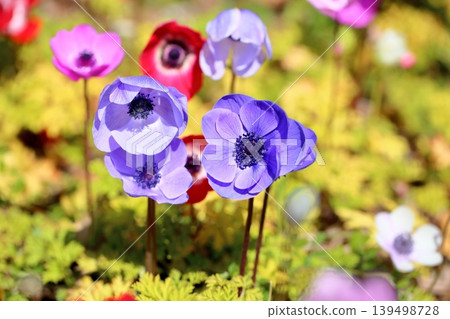 Refreshing anemone flowers Refreshing anemone flowers 139498728