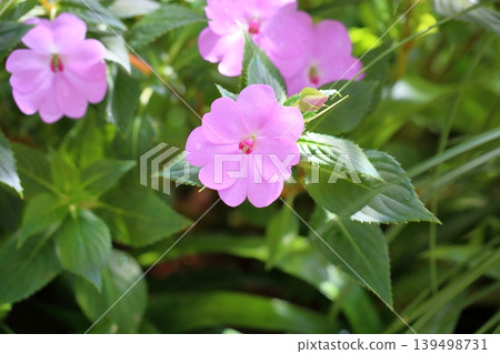 可愛的鳳仙花 可愛的鳳仙花 139498731