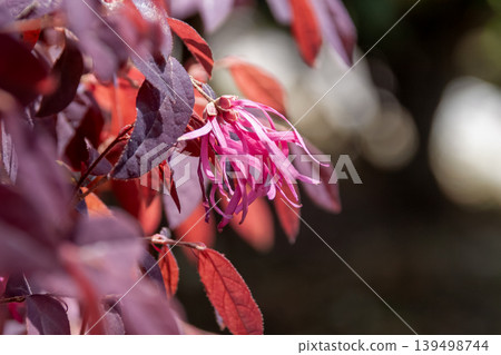 紅花楹（Loropetalum chinense），一種常見的園林和公園樹木（金縷梅科） 139498744