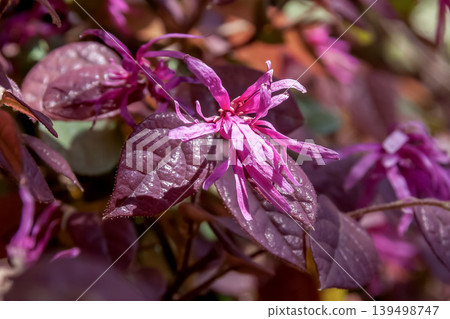 Loropetalum chinense, a common garden and park tree (Hamamelidaceae family) Loropetalum chinense, a common garden and park tree (Hamamelidaceae family) 139498747