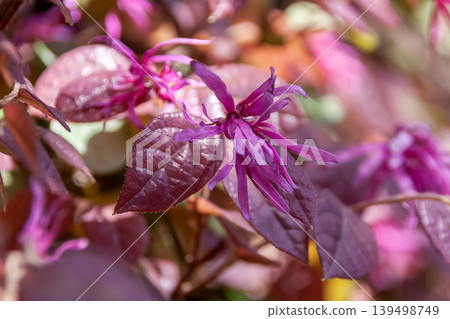 紅花楹(Loropetalum chinense),一種常見的園林和公園樹木(金縷梅科) 紅花楹(Loropetalum chinense),一種常見的園林和公園樹木(金縷梅科) 139498749