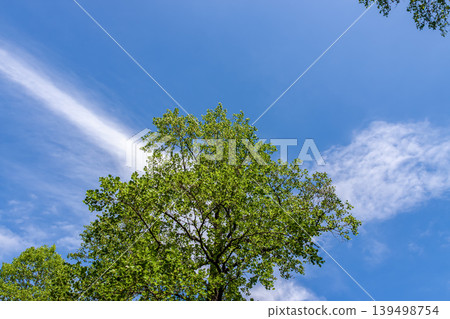 A spring image woven from green trees against a blue sky and cirrus clouds. A spring image woven from green trees against a blue sky and cirrus clouds. 139498754