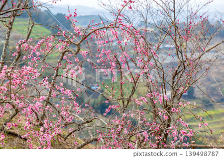 Tanabe Plum Grove (February, Cloudy) Tanabe Plum Grove (February, Cloudy) 139498787