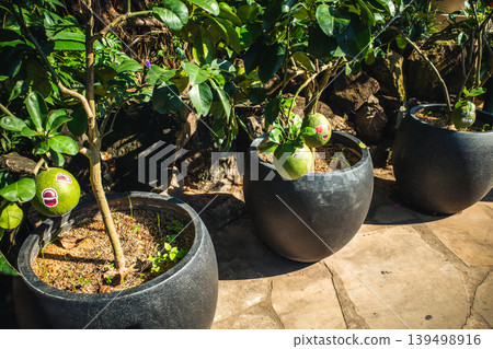 A potted citrus plant with green fruit covered in stickers of funny faces. A potted citrus plant with green fruit covered in stickers of funny faces. 139498916