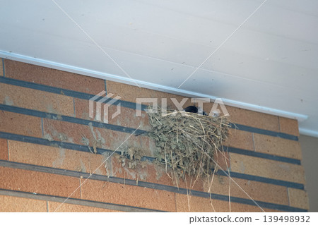 Swallow's nest and chicks 139498932