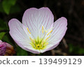 粉紅色的月見草花開了。 139499129