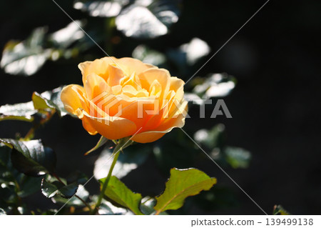 A rose in the shadows, bathed in light A rose in the shadows, bathed in light 139499138
