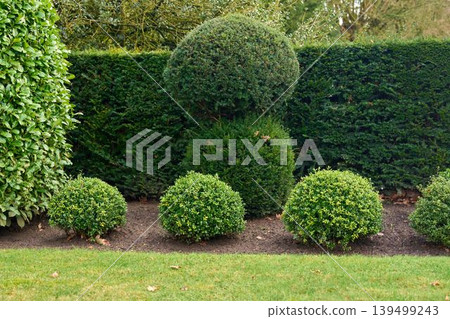 Elegant garden topiary display Elegant garden topiary display 139499243