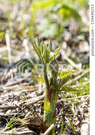 Springtime wild vegetables of Hokkaido: New shoots of Udo (Japanese spikenard) sprouting from the ground. 139499253