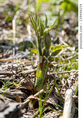 Close-up of the new shoots of the spring wild vegetable, Udo (Japanese spikenard) - Wild plants of Hokkaido Close-up of the new shoots of the spring wild vegetable, Udo (Japanese spikenard) - Wild plants of Hokkaido 139499254