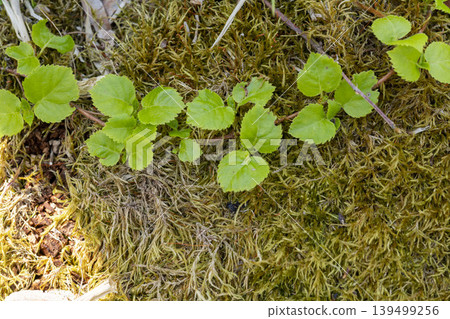 漆樹幼葉在苔蘚上蔓延－漆樹生長在北海道的山區。 139499256