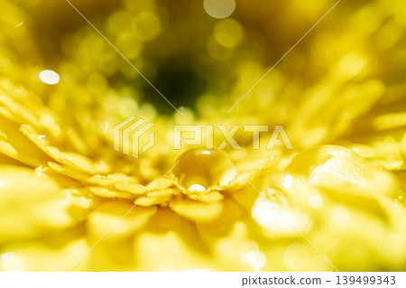 Water droplets on yellow flowers Water droplets on yellow flowers 139499343