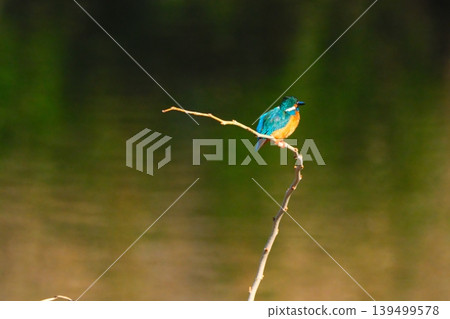 Kingfisher of the Tsurumi River 139499578