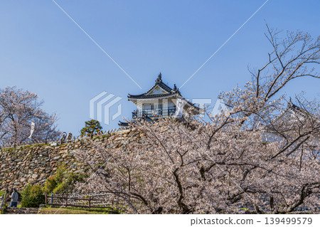 濱松城和濱松市的櫻花(靜岡縣) 濱松城和濱松市的櫻花(靜岡縣) 139499579