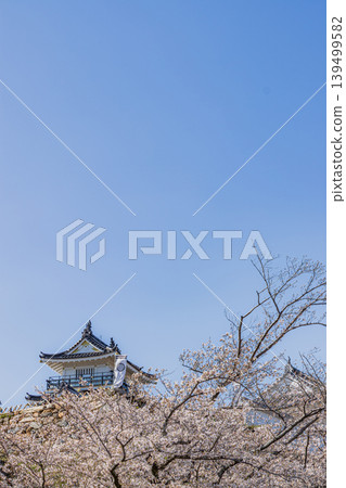 Hamamatsu Castle and cherry blossoms in Hamamatsu City (Shizuoka Prefecture) Hamamatsu Castle and cherry blossoms in Hamamatsu City (Shizuoka Prefecture) 139499582