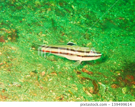 在靜岡附近海域拍攝到的黑蝦虎魚 在靜岡附近海域拍攝到的黑蝦虎魚 139499614