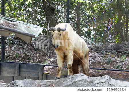 Golden Takin 1 Golden Takin 1 139499684