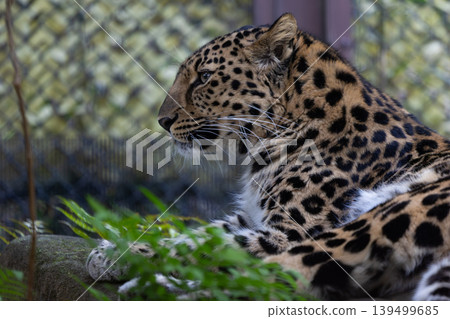 Amur leopard 1 Amur leopard 1 139499685