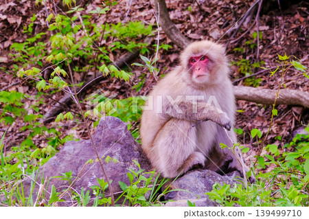Japanese macaque hugging its knees Japanese macaque hugging its knees 139499710