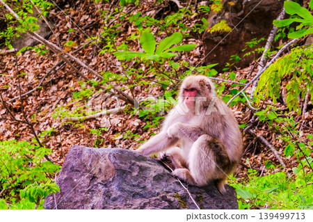 Japanese macaques relaxing Japanese macaques relaxing 139499713
